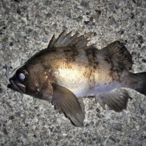 大蔵海岸でメバリング／フロートリグ・Fシステムでメバル5匹