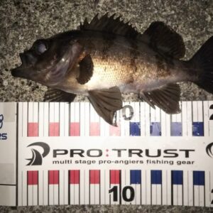 大蔵海岸／1月のメバリング釣果～最多匹数22匹・最大寸21cm